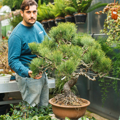 Pinus thunbergii bonsai