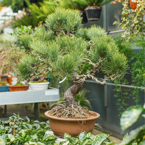 Pinus thunbergii bonsai