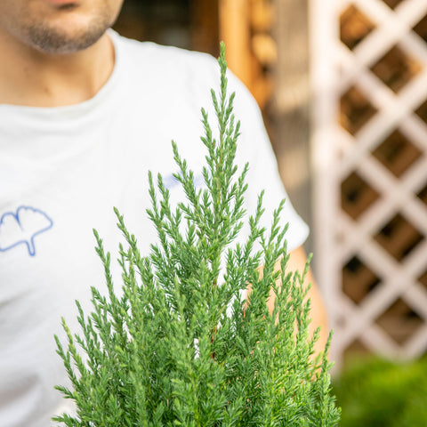 Chamaecyparis lawsoniana ellwoodii