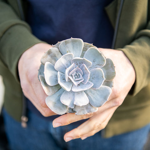 Echeveria runyonii