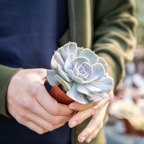 Echeveria runyonii