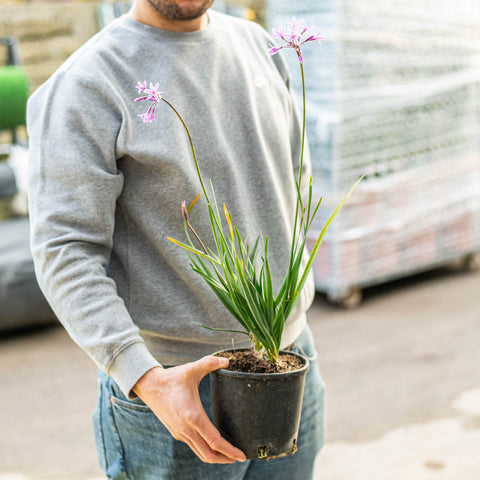 Tulbaghia violacea