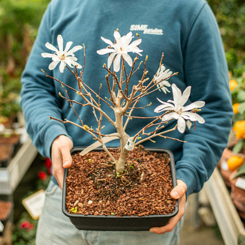 Magnolia stellata bonsai