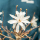 Magnolia stellata bonsai