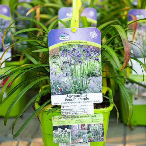 Agapanthus poppin purple