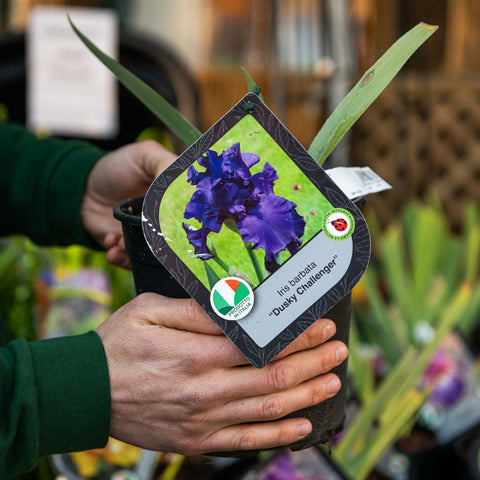 Iris dusky challenger