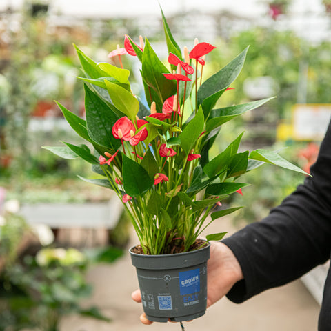 Anthurium million flowers