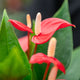 Anthurium million flowers