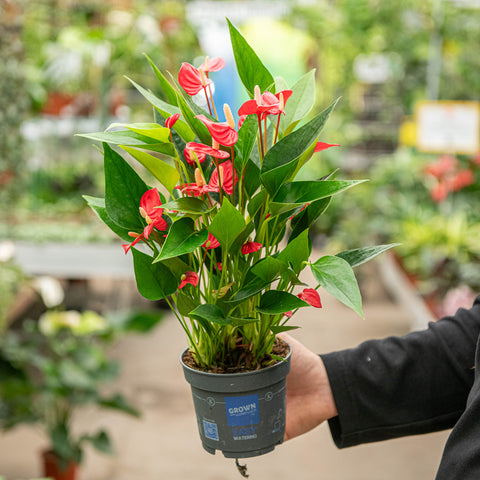 Anthurium million flowers