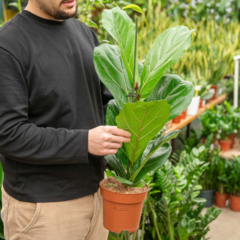 Ficus lyrata