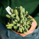 Euphorbia debilispina