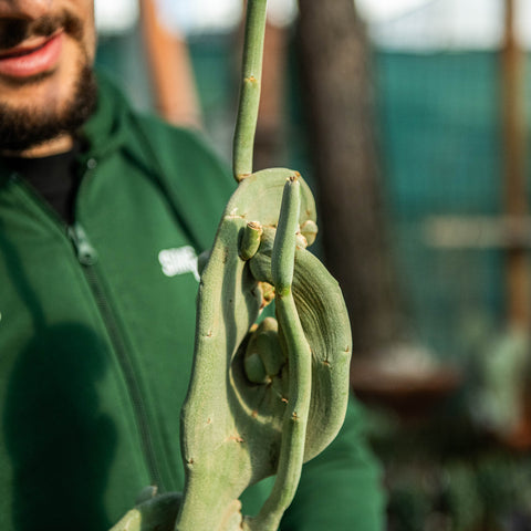 Pedilanthus macrocarpus crestato