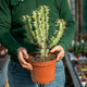 Euphorbia coerulescens