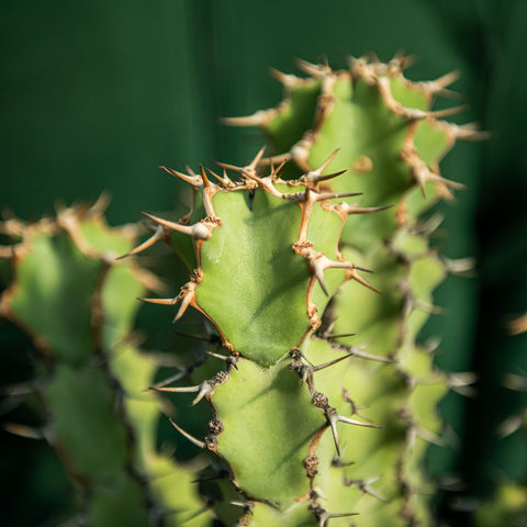 Euphorbia coerulescens