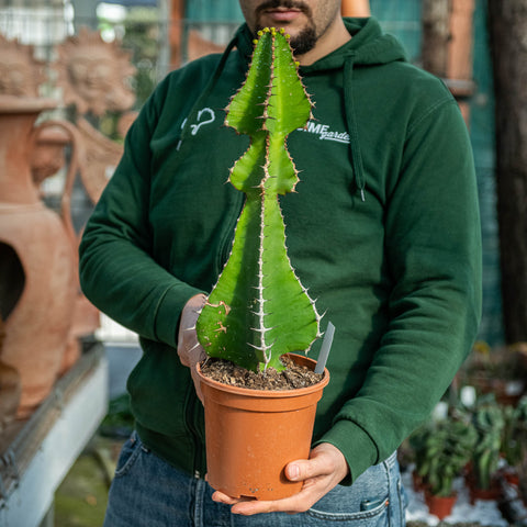 Euphorbia cooperi