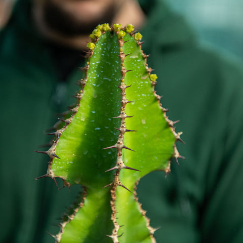 Euphorbia cooperi