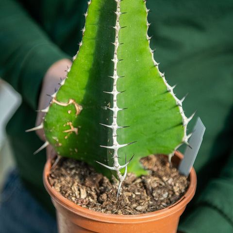 Euphorbia cooperi