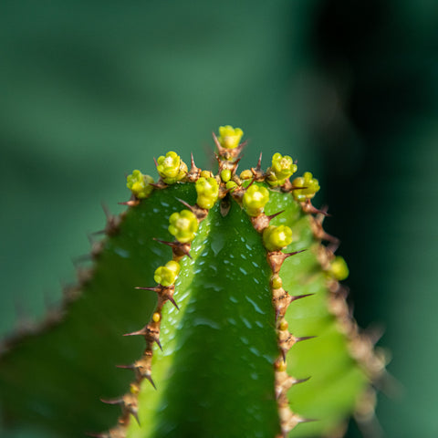 Euphorbia cooperi