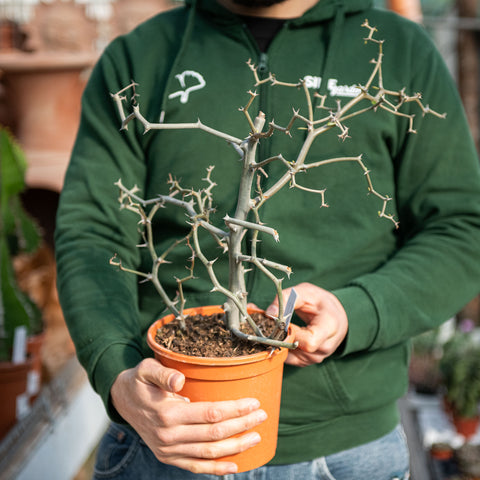 Decarya madagascariensis