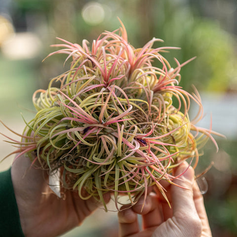 Tillandsia ionantha in gruppo