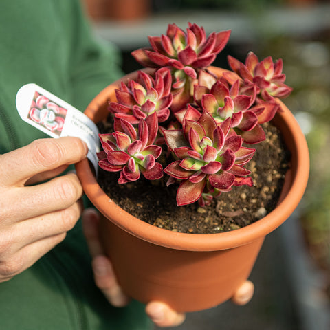 Echeveria devotion pulvinata