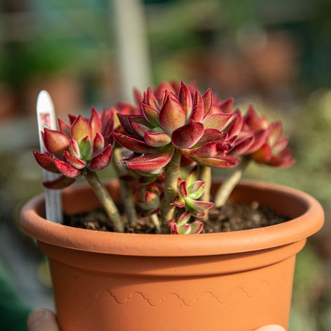 Echeveria devotion pulvinata