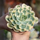 Echeveria compton carousel