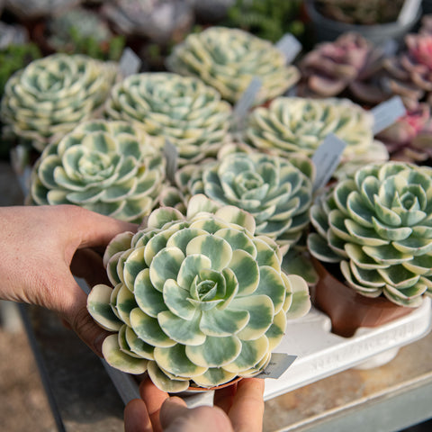 Echeveria compton carousel