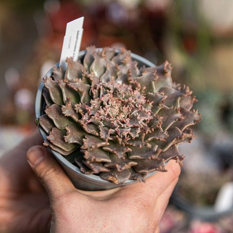 Graptoveria starfire