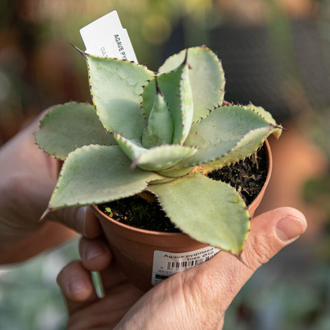 Agave pygmaea dragon toes