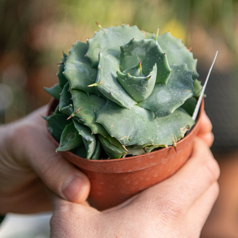 Agave potatorum japan