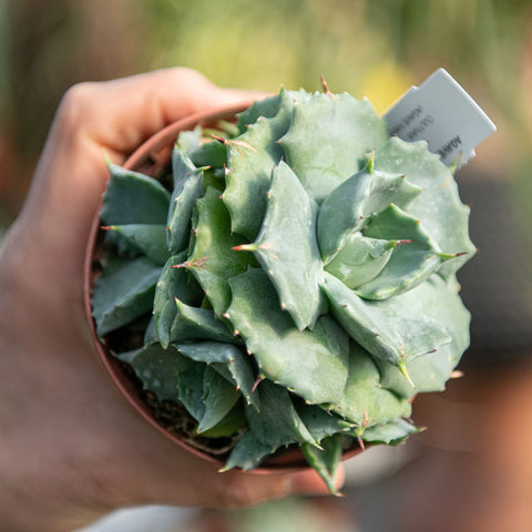 Agave potatorum japan