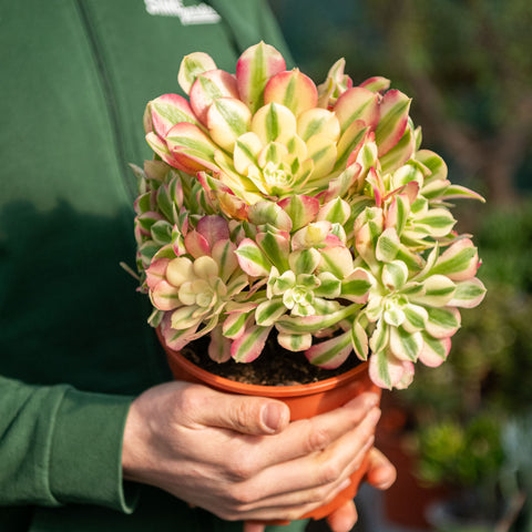 Aeonium mardi gras