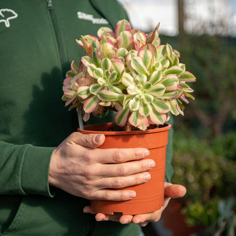 Aeonium mardi gras