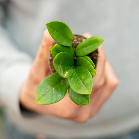 Zamioculcas