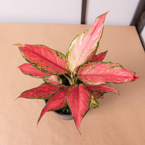 hamiplant Aglaonema pink star 12cm / Pianta da interno