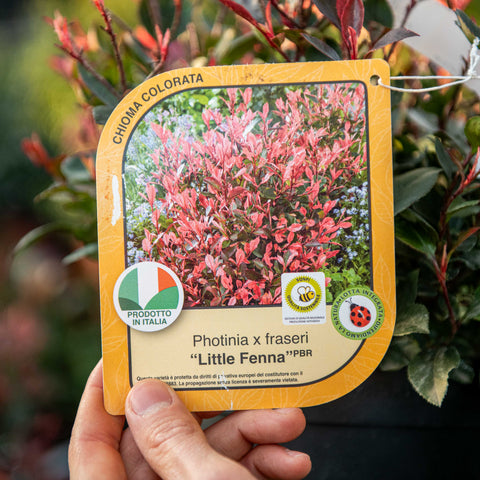 Photinia fraseri little frenna