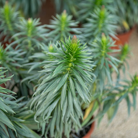 Echium fastuosum