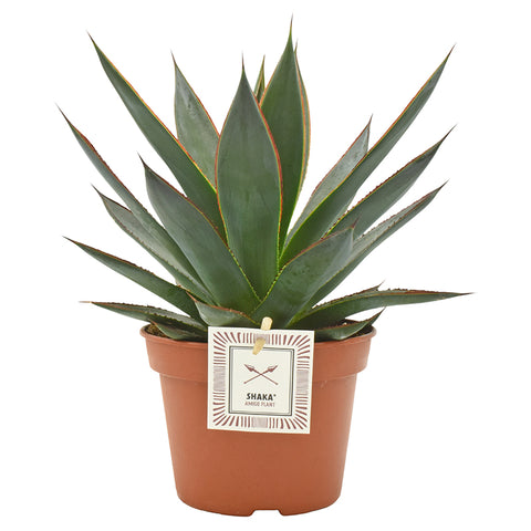 Agave shaka zulu