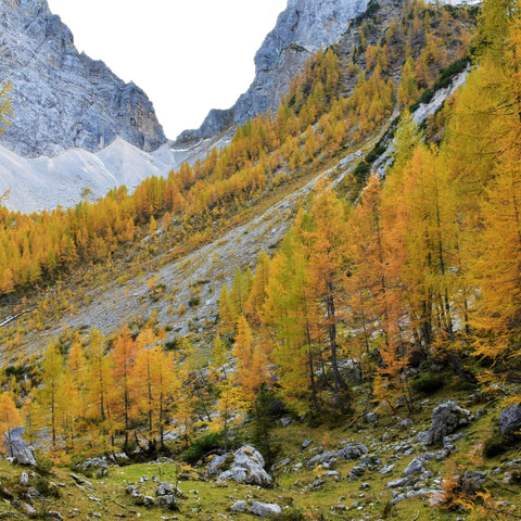 Larix decidua