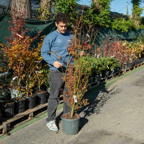 Simegarden Acer palmatum 'Jerre Schwartz' 30 cm