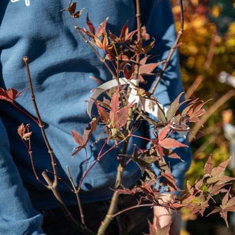 Simegarden Acer palmatum okagami 24 cm