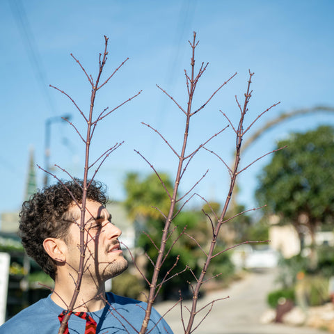 Simegarden Acer palmatum 'Sentinel' 30 cm