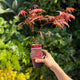 Simegarden Acero atropurpureum 12 cm