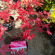 Simegarden Acero palmatum “Beni-maiko” 19 cm