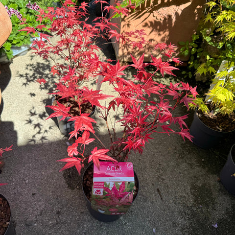 Simegarden Acero palmatum “Beni-maiko” 19 cm