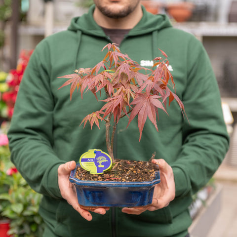 Simegarden Acero rosso bonsai 20.5 cm