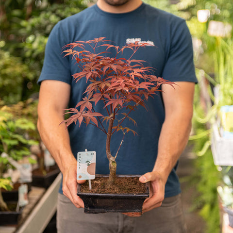 Simegarden Acero rosso bonsai 20.5 cm / Blu notte