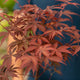 Simegarden Acero rosso bonsai