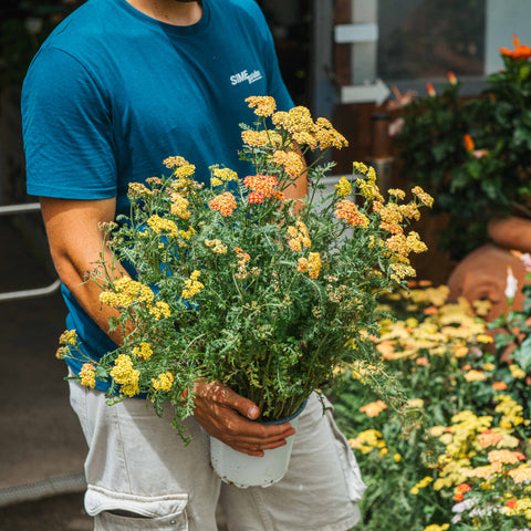 Simegarden Achillea millefolium 17 cm